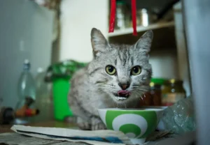 Can cats eat strawberries? 10 safe foods