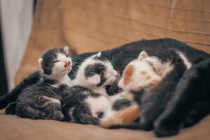 How long are cats pregnant, and what to expect.