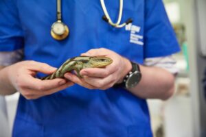 Veterinarian working with exotic lizard Find the right vet near me.