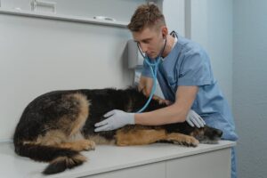 Vomiting in dogs, learn the top 10 medical reasons.