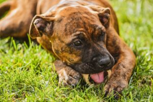Dog eating, prevent and diagnose worms in dog poop